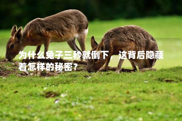 為什么兔子三秒就倒下，這背后隱藏著怎樣的秘密？